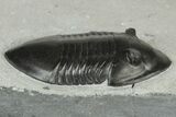 Inflated Isotelus Trilobite - Walcott-Rust Quarry, NY #231920-1